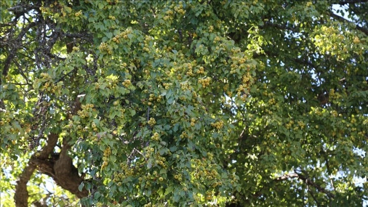 Artvin'de 1100 salname armut ağacında sonuç hasadı yapıldı