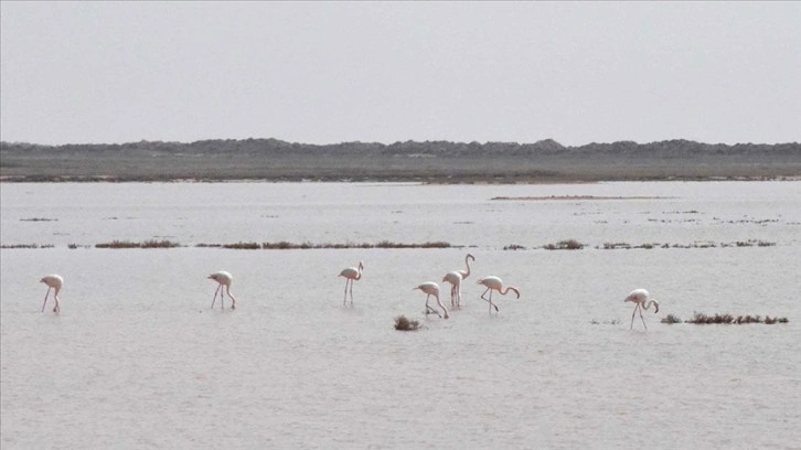 Çevre, Şehircilik ve İklim Değişikliği Bakanı Kurum'dan flamingolarla ilişik paylaşım