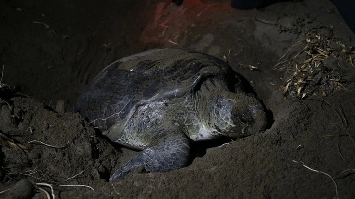 Deniz kaplumbağaları Doğu Akdeniz sahillerine haya bırakmaya başladı