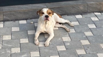 Adana'da polis, güzeşte sene sokağa vazgeçme edilen 'yasaklı ırk' 70 köpeği barınağa yerleşt