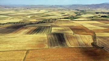 Ağrı'daki çiftçiler arpa ve buğday tarlalarında dip hasat mesaisinde