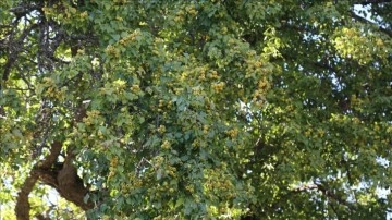 Artvin'de 1100 salname armut ağacında sonuç hasadı yapıldı