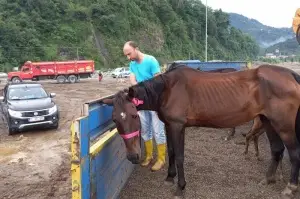 Artvin'de ölüme terk edilen atlar yediemin olarak Ardanuç ilçesinde bir çiftliğe gönderildi