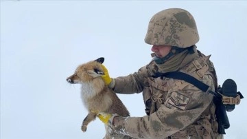 Bitlis'te jandarma ekipleri donmak kabilinden bulunan yaralı tilkiyi kurtardı