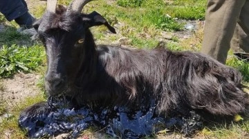 Bursa'da zifte yapışan keçiyi itfaiye aracı aracı kadrosu kurtardı