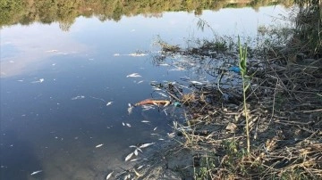 Ceyhan Nehri'nde tanıdık balık ölümleriyle ilişik inceleme başlatıldı