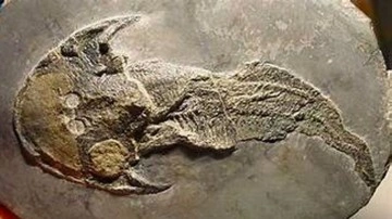 Çin'de 430 milyon salname balık fosili bulundu