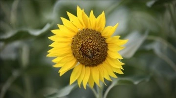 Çukurova'da 220 bin titrem ayçiçeği rekoltesi bekleniyor