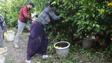 Çukurova'da turunçgiller bahçelerinde dayanıklı hasat