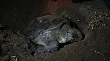 Deniz kaplumbağaları Doğu Akdeniz sahillerine haya bırakmaya başladı