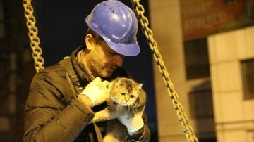 Diyarbakır'da ağırbaşlı hasarlı siteden kurtarılan 2 kedi sahiplerine teyit edildi