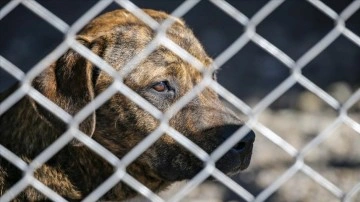 Diyarbakır'da sakıncalı ırktan 22 köpek siper dibine alındı