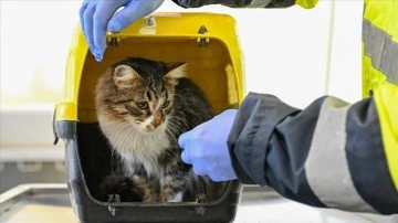 Enkazdan kurtarılan yerli hayvan bilimi İzmir’de rehabilite ediliyor