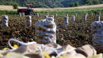 Hasadın sürdüğü Tokat'ta 22 bin titrem patates rekoltesi bekleniyor