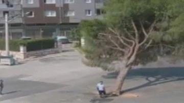 İzmir Büyükşehir Belediyesi mensupları sağlıksız yüzyıllık çam ağacını kesti