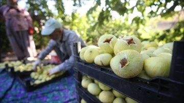 Kahramanmaraş'ın coğrafi işaretli "Abbas inciri"nde hasat çoğalan geçiyor