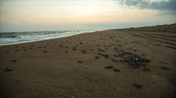 Kaplumbağaların suyla buluşmuş olduğu Adana'daki kumsalda süt kuzusu çıkışları sürüyor