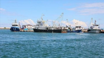 Karadenizli balıkçılar bereketli sivri avlamaya bitmeme ediyor