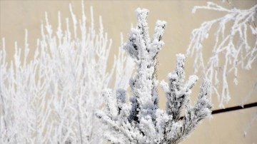 Kars'ta direk ve bitki bilimi kırağıyla beyaza büründü