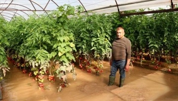 Kumluca'da selden dokunca gören domates üreticileri yaşadıklarını anlattı