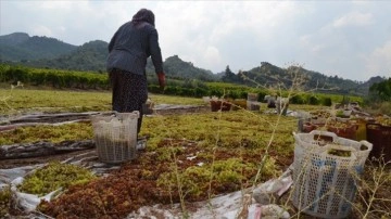 Manisa'da kurutmaya bırakılan üzümler baskın sularına kapıldı