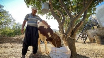 Mersin'deki orman yangınında yüklü inek "Sarıkız"ı komandolar kurtardı