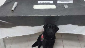Narkotik köpeği 'Tumba' lüp çatısında ortak kilogram metamfetamin buldu