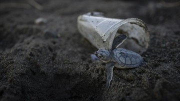 Ölü 50 çokluk kaplumbağasının yarısının midesinde plastik belirleme edildi