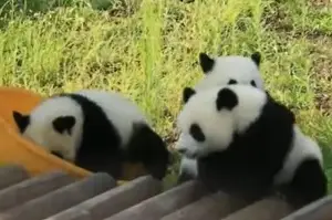 Pandaların oyunu ilgi topladı