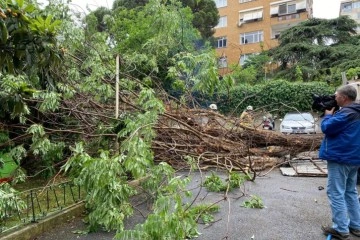 Sağanak yağışta 15 metre boyundaki ağaç devrildi