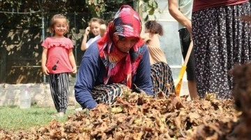 Sakarya'da sezonluk ekincilik işçilerinin güçlü fındık mesaisi sürüyor