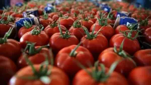 Seralarda yetişen domates ve biber 45 ülkede sofralara taşınıyor