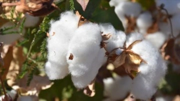 Şırnak'ta pamuk üretimi mevki desteği ile artıyor