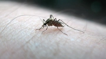 Sivrisineklerin insan kokusunu nite fark etmiş olduğu belirlendi