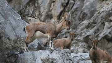 Toros Dağları'nda gezinen kepez keçileri dronla görüntülendi