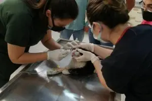 Turistlerin bulduğu yaralı kedi tedavisinin ardından Almanya'ya gönderildi