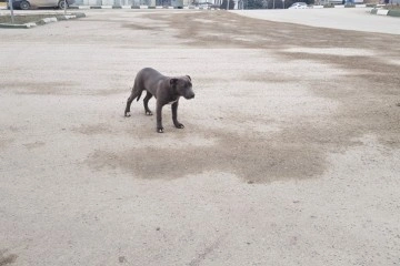 Yasaklı ırk pitbull cinsi yavru köpek sokağa terk edildi